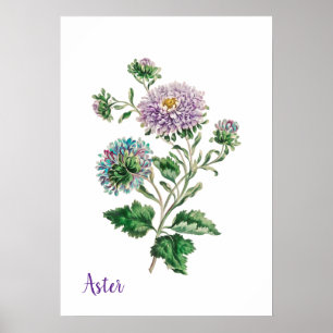 Blaue und violette Aquarell-Botanik-Aster Poster