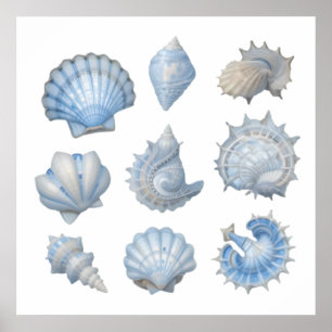 Blaue und weiße Aquarell-Muscheln – Ozean-Kinderzi Poster