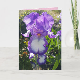 Blaue und weiße Bartiris-Blumen florale Karte