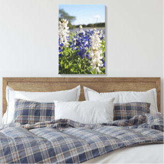 Blaue und weiße Bluebonnets - Leinwand Kunst