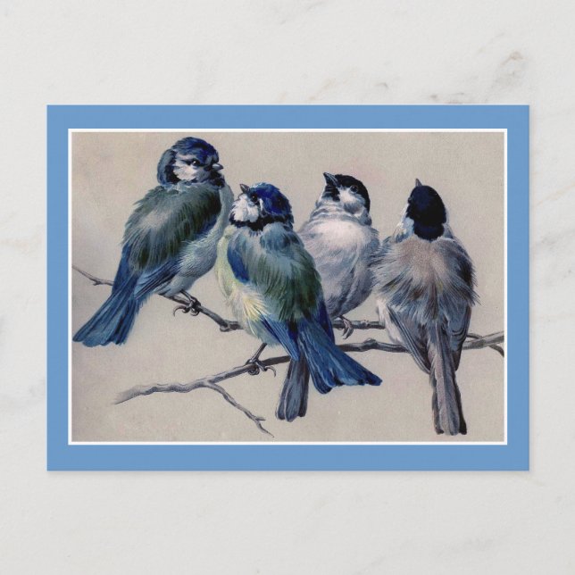 Blaue Vögel auf einer Zweigstelle Postkarte (Vorderseite)