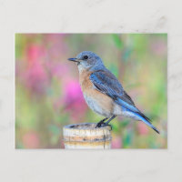 Blaue Vögel gegen rosa und grüne Hintergrund