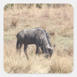 Blaue Weide im afrikanischen Busch Quadratischer Aufkleber