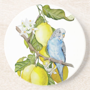Blaue Wellensittich im Zitronenbaum Aquarell Botan Getränkeuntersetzer