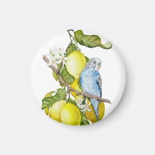 Blaue Wellensittich im Zitronenbaum Aquarell Botan Magnet