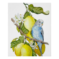 Blaue Wellensittich im Zitronenbaum Aquarell Botan