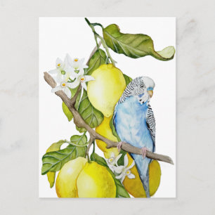 Blaue Wellensittich im Zitronenbaum Aquarell Botan Postkarte