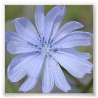 Blaue Wildblume Fotodruck