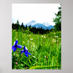 Blaue Wildblumen durch Gebirgsspitzen Poster