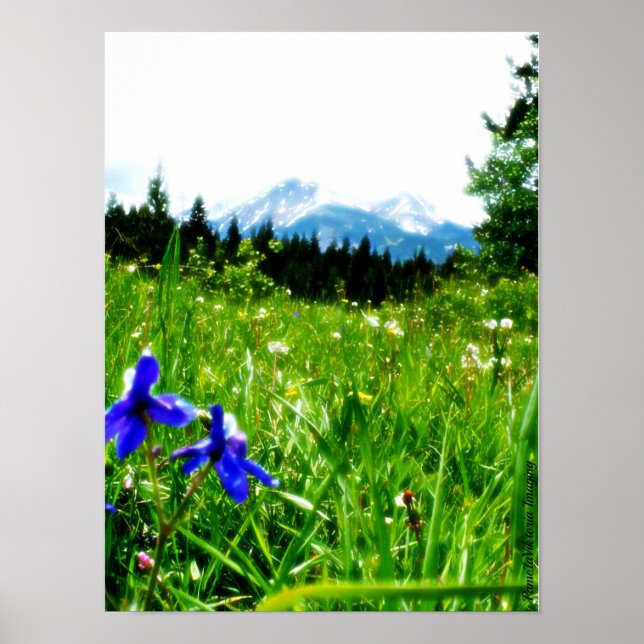Blaue Wildblumen nach Berggipfeln Poster (Vorne)