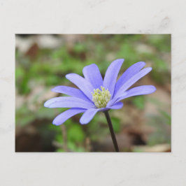 Blaue Windblume Postkarte