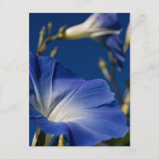 Blaue Winde Postkarte