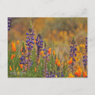 Blaue Wüstenlupine-Blume und Orangenpfeifen Postkarte