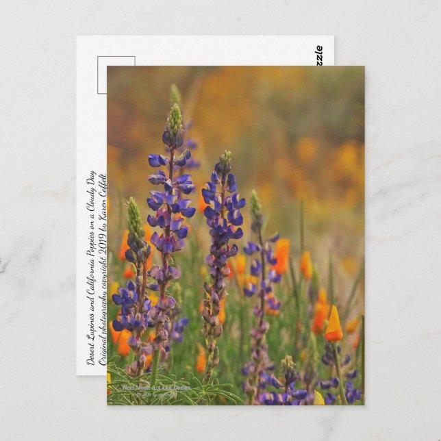 Blaue Wüstenlupine-Blume und Orangenpfeifen Postkarte (Vorne/Hinten)