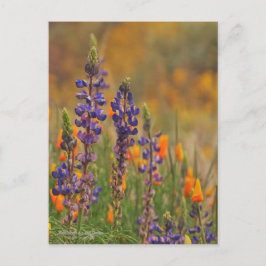 Blaue Wüstenlupine-Blume und Orangenpfeifen Postkarte