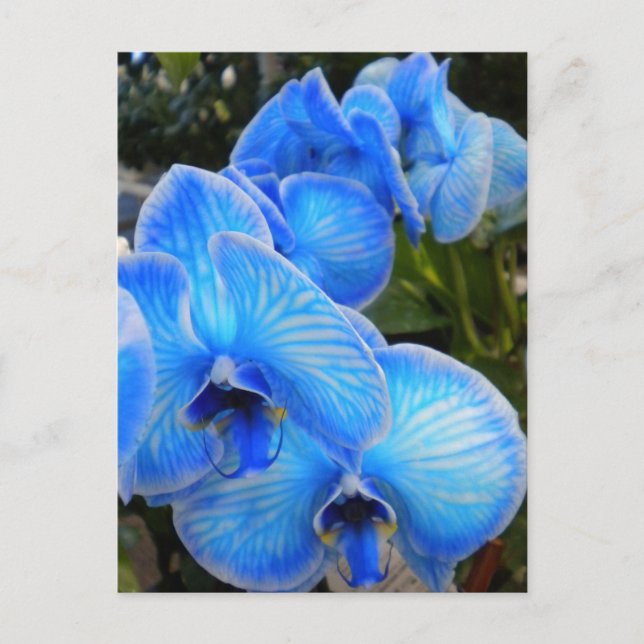 Blaue Zauber-Orchideen-Postkarte Postkarte (Vorderseite)
