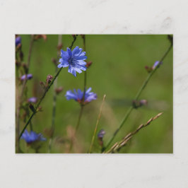 Blaue Zichorie auf grüner Wiese. Postkarte
