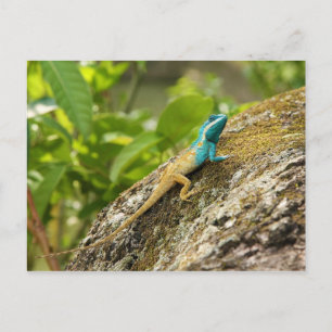 Blaue Zwergechse Calotes Mystaceus Postkarte