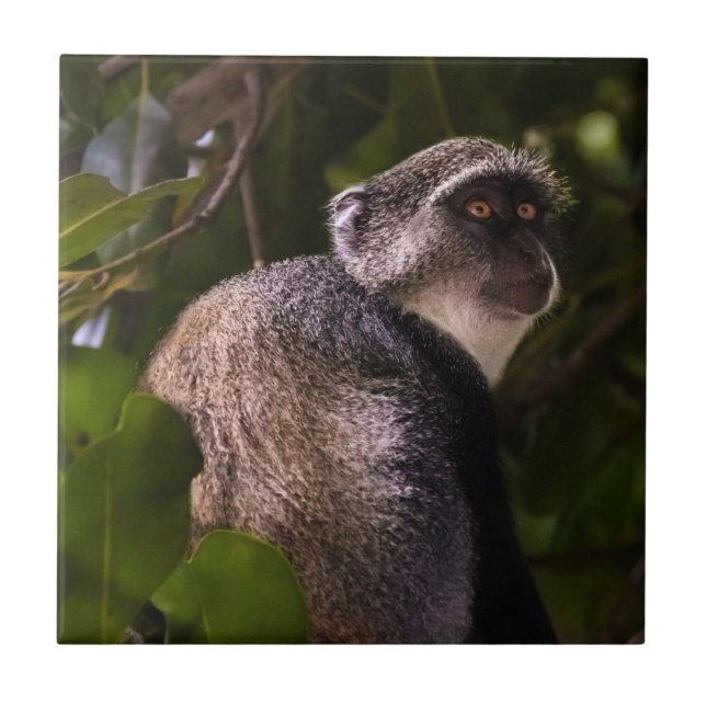 Blauer Affe, Sansibar Fliese (Vorderseite)