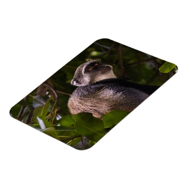 Blauer Affe, Sansibar Magnet (Linke Seite)