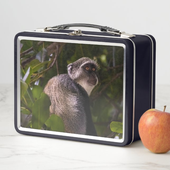 Blauer Affe, Sansibar Metall Brotdose (Beispiel)