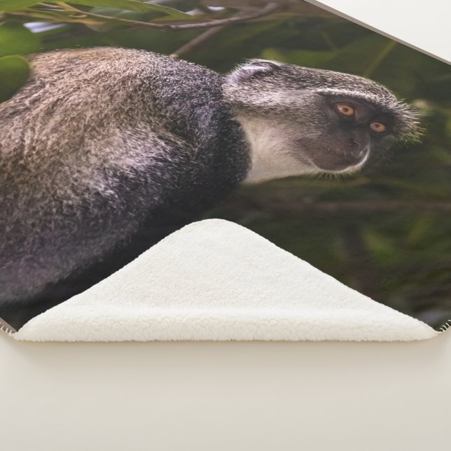 Blauer Affe, Sansibar Sherpadecke (3/4)