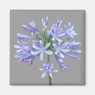 Blauer Agapanthus Magnet