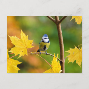 Blauer Ahornbaum in Norwegen Postkarte