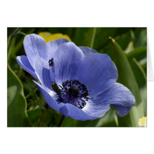 Blauer Anemone