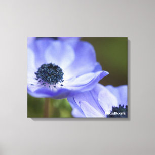 Blauer Anemone Leinwanddruck