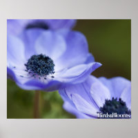 Blauer Anemone
