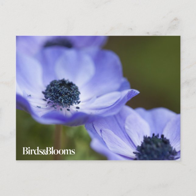 Blauer Anemone Postkarte (Vorderseite)