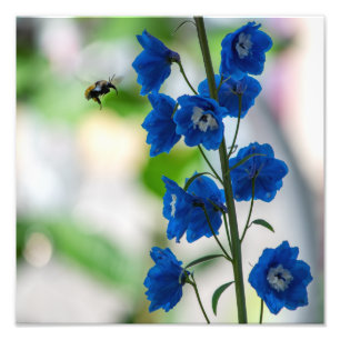 Blauer Besuch einer Biene (Mittel: 12" x 12") Fotodruck