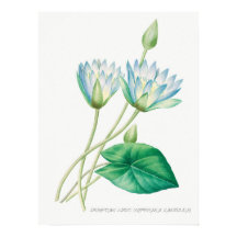Blauer Blauer Lotus Blume Botanische Illustration