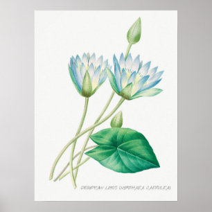 Blauer Blauer Lotus Blume Botanische Illustration Poster