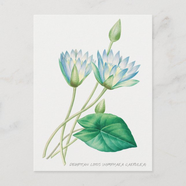 Blauer Blauer Lotus Blume Botanische Illustration Postkarte (Vorderseite)