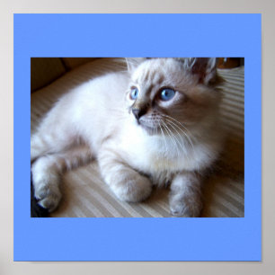 Blauer Blick Poster