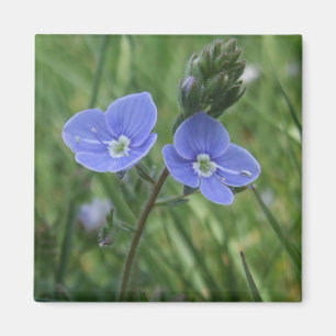 Blauer Blumen-Magnet Magnet