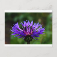 Blauer Blumenblume Blume blüht die Liebe des Fried
