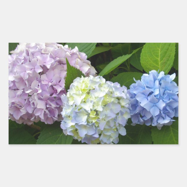 Blauer Blumenstrauß lila Blütenrosa Hydrangeas Rechteckiger Aufkleber (Vorderseite)