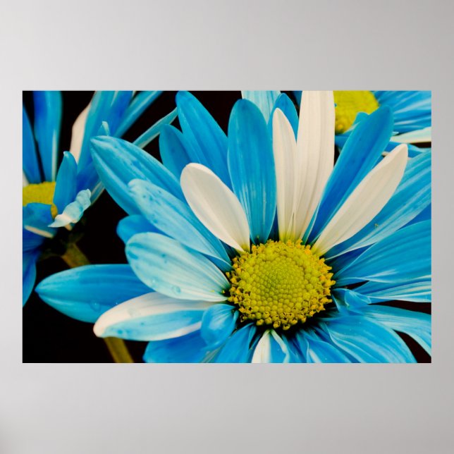 Blauer Blütenposter Poster (Vorne)