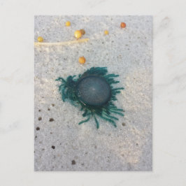 Blauer Button-Quallen (Porpita porpita). Postkarte