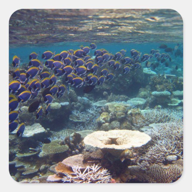 Blauer Chirurgenfisch Quadratischer Aufkleber (Vorderseite)