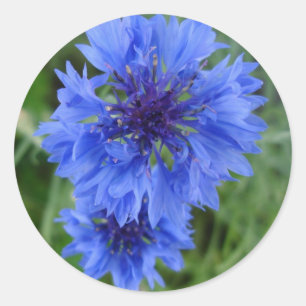 Blauer Cornflower-Aufkleber Runder Aufkleber