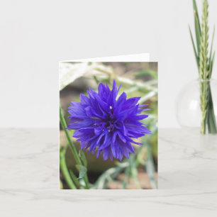 Blauer Cornflower Karte