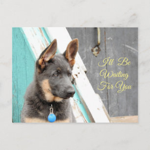 Blauer Deutscher Schäferhund wartet auf dich Postkarte