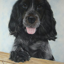 Blauer deutscher Spaniehund sehr niedlich