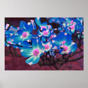 Blauer Dogwood Poster