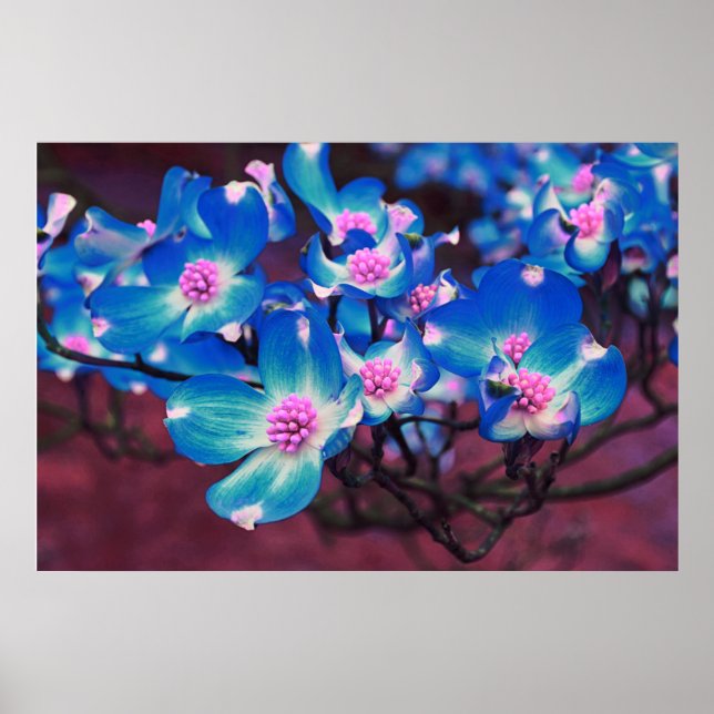 Blauer Dogwood Poster (Vorne)