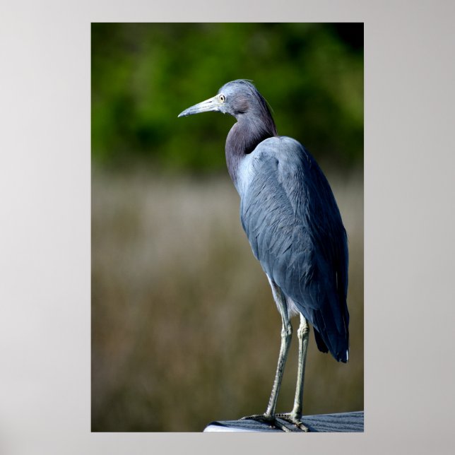 Blauer Egret in freier Wildbahn Poster (Vorne)